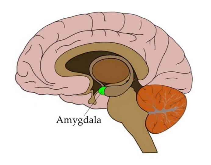 miedo-amigdala