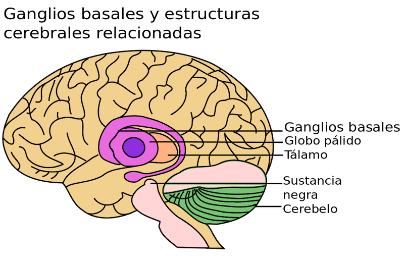 ganglios-basales